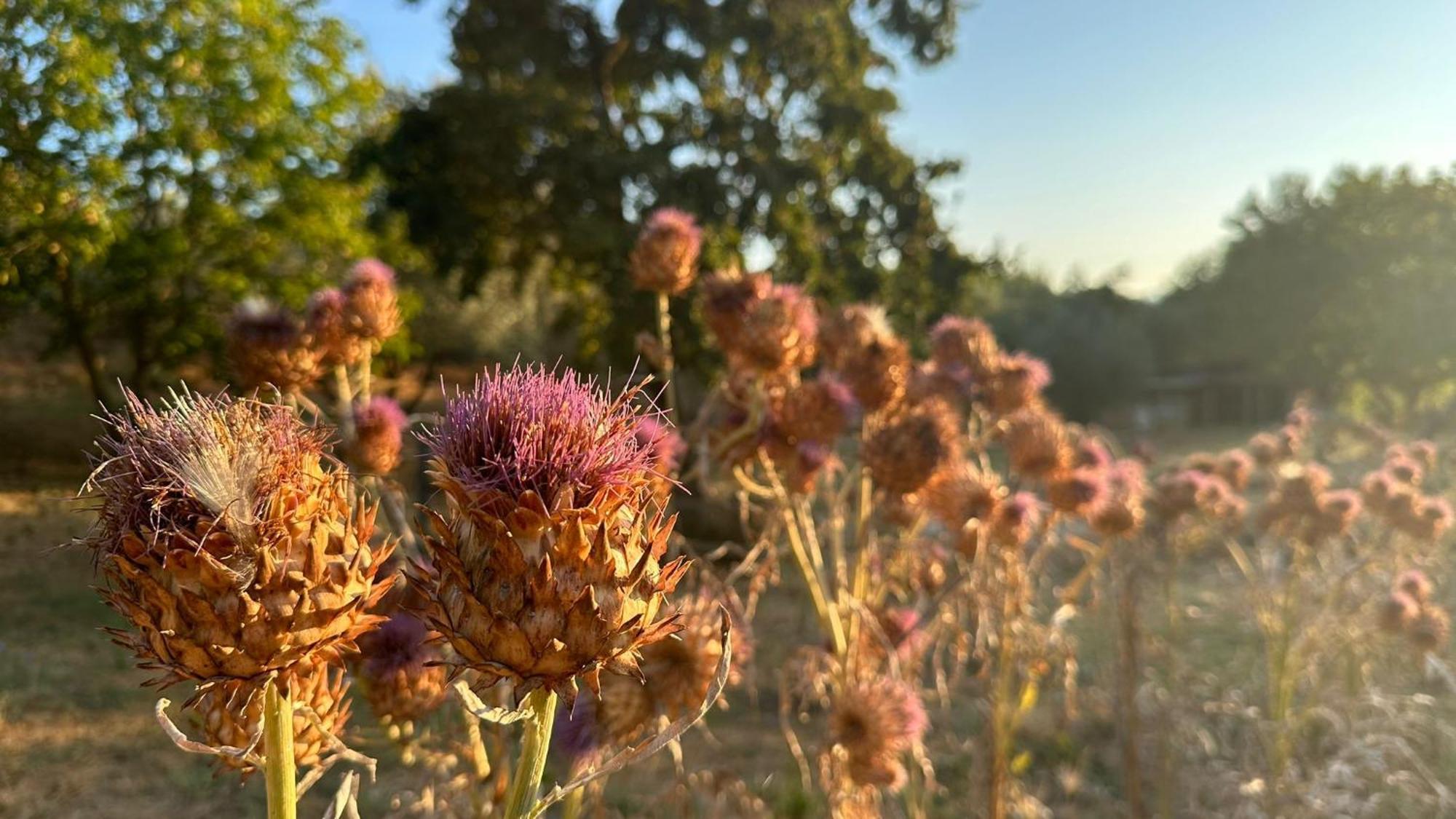 Borgo San Michele Incisa Tuscany インチーザ・イン・ヴァルダルノ エクステリア 写真
